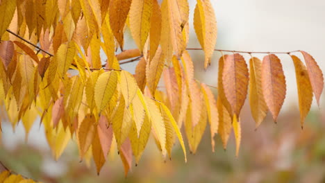 Blätter-Des-Japanischen-Zelkova-Baums-Im-Herbstlaub