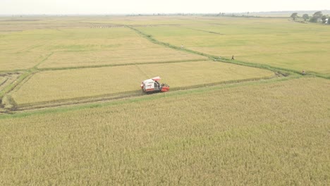 Aerial-Drone-Shot-of-Paddy-Rice-Farm-Harvest-Combine-Harvester-Sri-Lanka