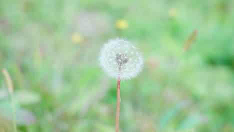 Common-Dandelion-Seedhead-Against-Blurred-Green-Grass-Background