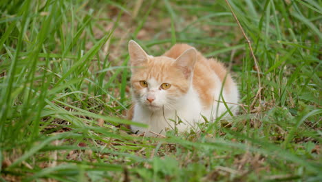 Cute-Domestic-Cat-Resting-On-The-Grass-In-Autumn