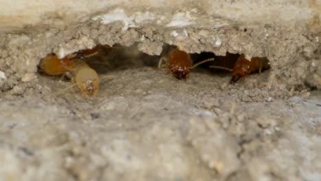 Eine-Termite,-Die-Sich-In-Zeitlupe-Außerhalb-Einer-Kolonie-In-Den-Wänden-Einer-Garage-In-Einem-Haus-Auf-Einem-Super-Makro-Objektiv-Fast-Im-National-Geographie-Stil-Den-Kopf-Schlägt