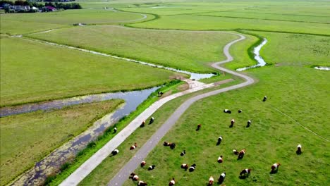 Aerial-shot-of-a-pasture-with-cows,-revealing-the-empty-grass-fields-in-the-distance