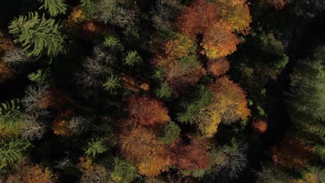 Forest-trees-in-fall-colors,-top-down-drone-view