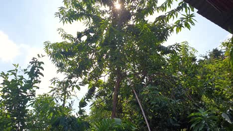 Using-a-long-stick-hitting-and-collecting-ripe,-delicious,-healthy-green-mangoes-down-from-a-tall-mango-fruit-tree-on-a-tropical-island