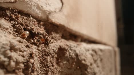 Eine-Termite-Steckt-Ihren-Kopf-Aus-Einer-Wand-Einer-Kolonie-In-Den-Wänden-Einer-Garage-In-Einem-Haus,-Das-Auf-Einem-Supermakroobjektiv-Fast-Im-Nationalgeographie-Stil-Aufgenommen-Wurde