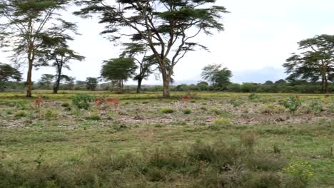Handheld-shot-as-a-herd-of-male-impalas-grazing-on-the-savannah-in-Africa