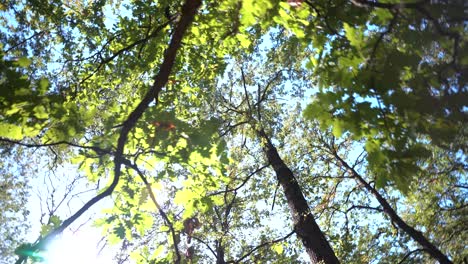 Tree-branches-and-leaves-filmed-from-different-view-point-with-following-movement