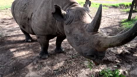 Draft-and-injuried-black-rhino-eating-behind-the-fence-in-Ol-Pejeta,-Kenya