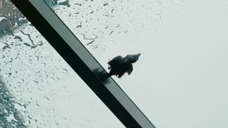 Dead-young-bird-on-the-clear-roof-on-the-raining-day