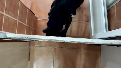 Birdseye-handheld-shot-of-a-labrador-dog-trying-to-get-through-a-barrier-in-the-house