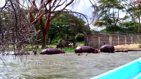 Hippos-leaving-the-water-seen-from-a-blue-fiber-boat-at-Lake-Naivasha,-Kenya