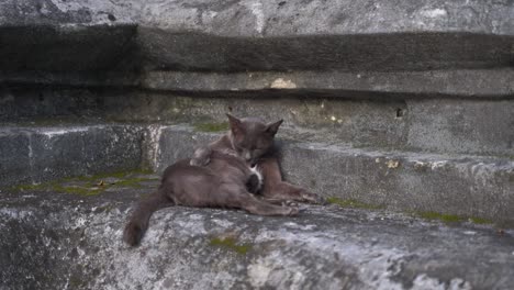 Beautiful-gray-cat-cleaning-itself-against-stone-wall