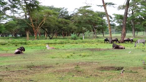 Tranquil-scene-on-the-savannah-as-wildebeests-and-zebras-graze-in-the-wilderness