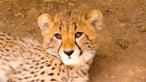 Cheetah-Cub-Resting-and-Looking-Around-being-Watchful-HD