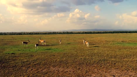 Statische-Ansicht-Der-Gruppe-Der-Afrikanischen-Antilope-Der-Thomson-Gazelle-In-Der-Großen-Graslandebene-Bei-Sonnenuntergang