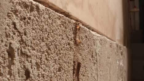 Termiten,-Die-Die-Wand-In-Eine-Termitenkolonie-In-Den-Wänden-Einer-Garage-Klettern,-In-Einem-Haus,-Das-Auf-Einem-Supermakroobjektiv-Fast-Im-Nationalgeographie-Stil-Aufgenommen-Wurde
