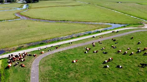 Aerial-shot-of-a-pasture-with-cows