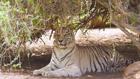Weißer-Tiger,-Der-Sich-Unter-ästen-Im-Schatten-Im-Zoo-Hd-Entspannt