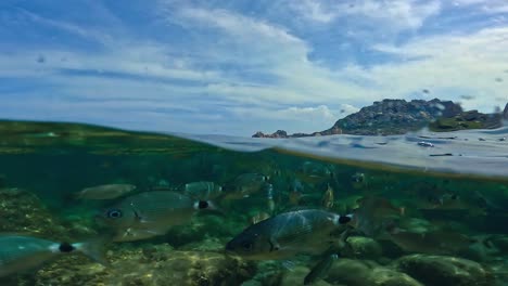 Split-half-underwater-view-of-shoal-of-sea-bream-fish-swimming-in-crystalline-clear-shallow-water-in-Corsica,-France