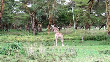 A-young-giraffe-calf-is-looking-into-the-camera-in-the-wilderness