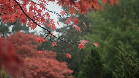 Branches-with-red,-autumn-leaves-of-maple-tree-in-rainy-day