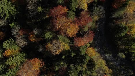 Slow-drone-flight-above-trees-in-fall-colors,-red,-orange-and-yellow
