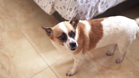 Zeitlupen-Handaufnahme-Eines-Kleinen-Glücklichen-Chihuahua-Hundes,-Der-Einen-Fragwürdigen-Blick-Zur-Seite-Hat