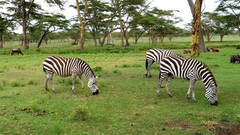 Group-of-three-zebras-eating-grass-and-wildebeest-behind-in-grassland-plain-of-Africa