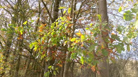 Oak-leaves-hanging-from-a-branch-of-an-oak-tree-beginning-to-change-colour-as-autumn-approaches
