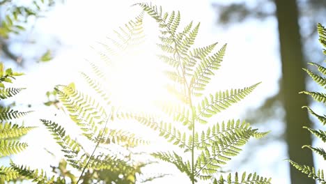 Dreamy-sunlight-passing-through-fern-leaves-gently-blowing-in-the-wind