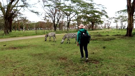 Man-quietly-approaching-two-zebras-eating-in-green-savannah-environment