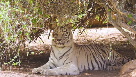 Weißer-Tiger,-Der-Sich-Unter-Ästen-Im-Schatten-Im-Zoo-4k-Entspannt