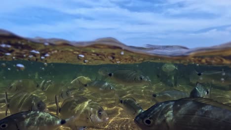 Gopro-Split-Unterwasseransicht-Von-Handfütternden-Fischen-Im-Seichten-Meerwasser