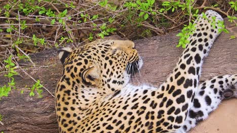 Nahaufnahme-Von-Schlafenden-Leopardenohren-Und-Schnurrhaaren,-Die-Sich-Bewegen