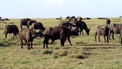 Statischer-Blick-Auf-Eine-Herde-Afrikanischer-Büffel,-Die-Sich-Auf-Einer-Großen-Grünen-Wiese-In-Kenia-Entspannen