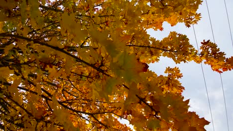 Blätter-Im-Herbst-Isoliert-Hautnah