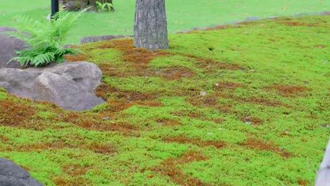 In-the-temples-of-Japan,-the-moss-is-cultivated-and-cared-for-with-much-attention-and-dedication-throughout-the-year