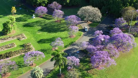 Beautiful-spring-season,-birds-eye-view-drone-fly-around-new-farm-park-capturing-urban-greenery-with-blooming-jacaranda-purple-flowering-tress-with-cars-driving-on-the-parkway-across-the-park
