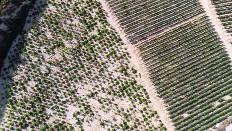 Aerial-sunset-drone-footage-of-vineyards,-rows-of-golden-green-grape-fields-in-Koilani,-Limassol,-Cyprus