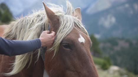 Person-is-petting-a-horse,-mild-and-gently-wind-is-breezing,-mountains-blurred-in-background
