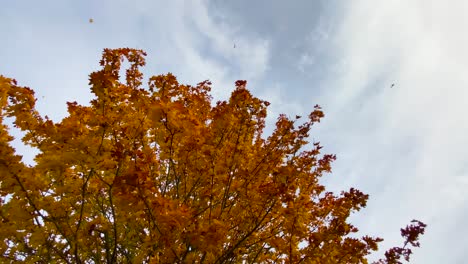 Leaves-falling-from-golden-brown-autumn-tree,-low-angle-dolly-out