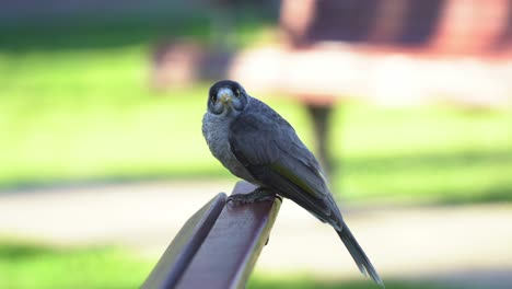 Native-Australian-bird,-bold-and-curious-noisy-miners-perching-on-the-bench-at-urban-new-farm-park,-making-chip-chip-calls-on-a-beautiful-afternoon-in-spring-season,-selective-focus-close-up-shot