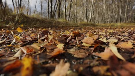 Colourful-autumn-or-fall-leaves-blowing-in-wind-along-the-ground