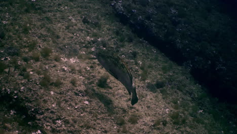 Grouper-fish-swimming-between-rocks-in-the-mediterranean-sea