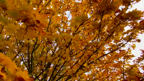 Close-up-of-golden-brown-leaves-on-the-tree-in-autumn