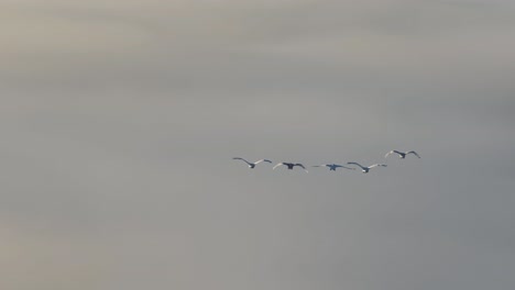 aerial-of-birds-flying-above-fog-during-sunrise--close-up