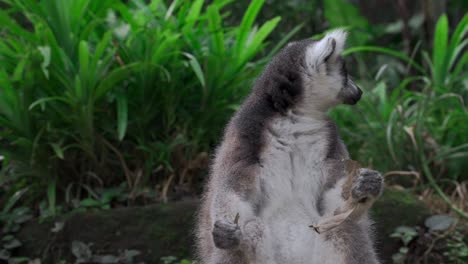 Ring-tailed-lemur-is-standing-in-the-grass-and-in-nature,-eating-and-observing-surroundings