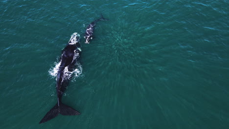 Right-whale-calf-and-mom-spouts,-overhead-view,-curious-light-patterns-in-water