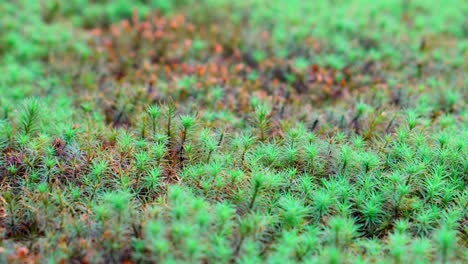 In-Japan-the-cultivation-of-mosses-goes-back-many-centuries,-they-have-an-intense-green-mainly-in-summer