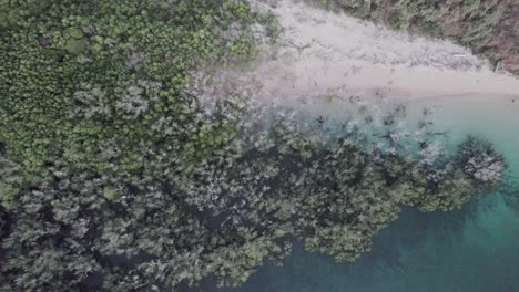 top-down-view-of-ending-of-mangrove-with-ocean-and-beach-meeting,-aerial